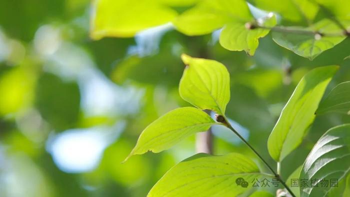 春日贺礼 金色“烟花”——山茱萸