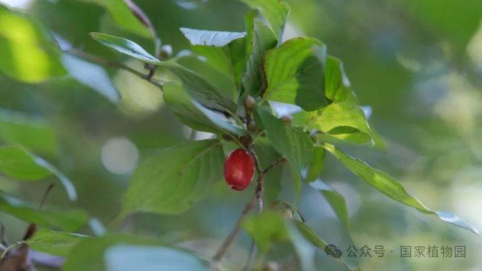 春日贺礼 金色“烟花”——山茱萸