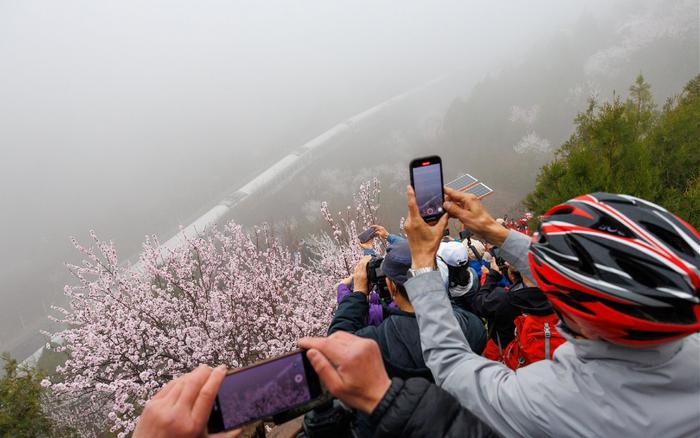 长城、列车、山桃花 拍摄开往春天的列车最佳观景位已开放