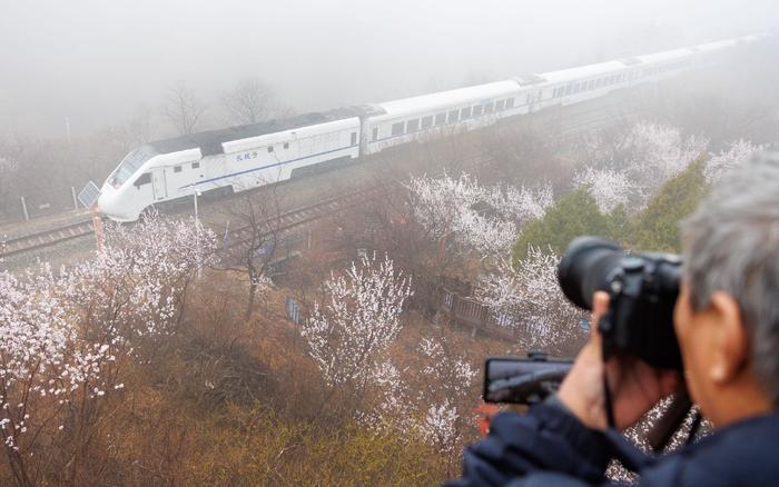 长城、列车、山桃花 拍摄开往春天的列车最佳观景位已开放