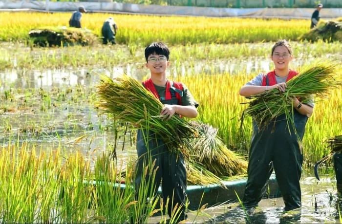 传真丨太仓双凤：“禾夏青年”，逐梦“禾下”新征程