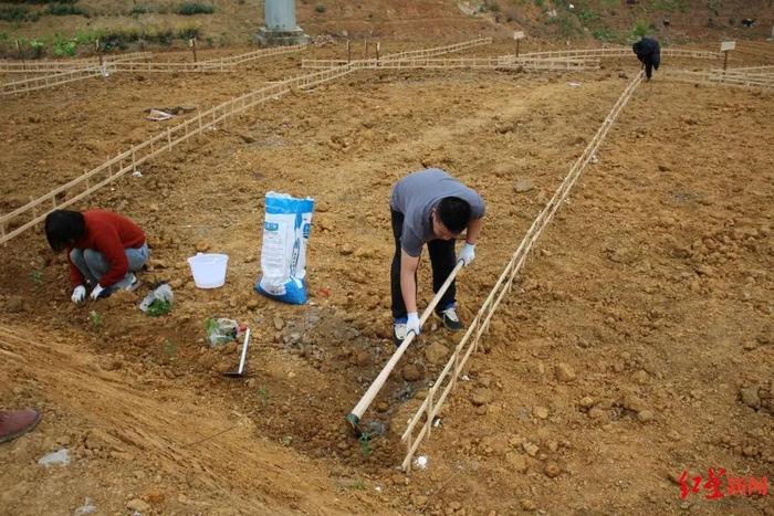 又流行种菜了？成都一社区推出210块共享菜地，上线就“抢”空