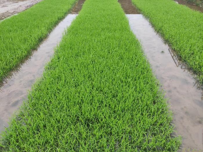 专家建议：早稻要预防三种气候类型的烂秧