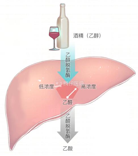 解酒药真的能解酒吗？