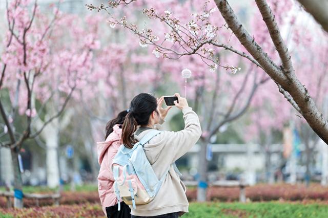 上海这所大学的樱花节开幕：有文化市集、粉色单车，向公众开放