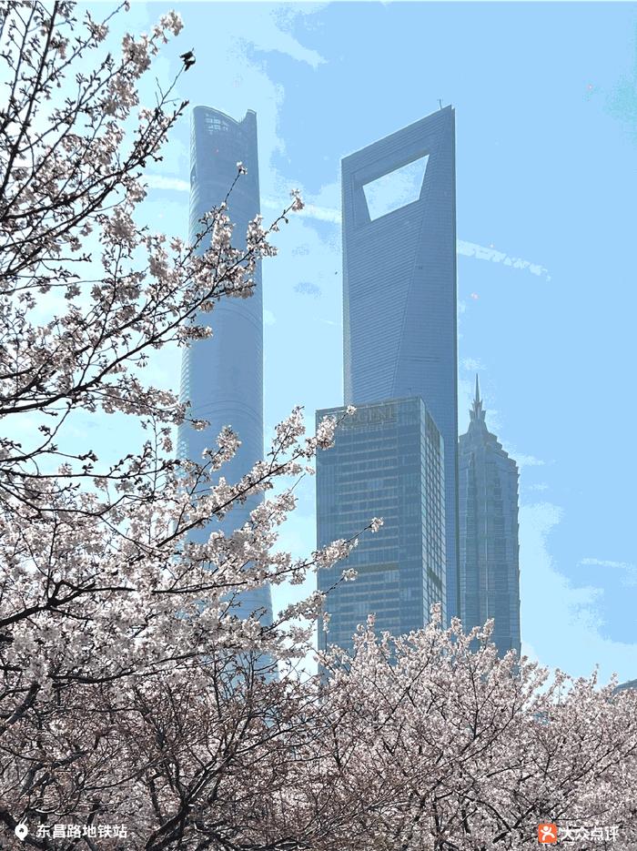 申城明日气温飙升，一日两季！上海“赏樱攻略”来了，错过等一年