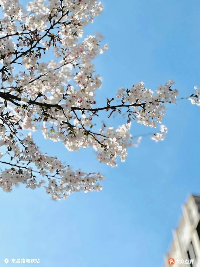 申城明日气温飙升，一日两季！上海“赏樱攻略”来了，错过等一年