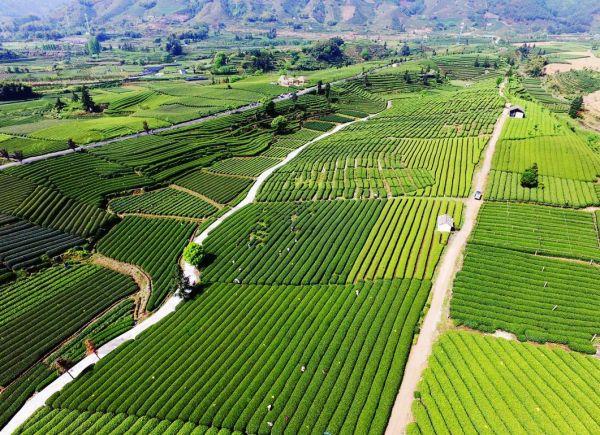 浙江省松阳县“中国生态香茶之都”区域品牌 推动新质生产力发展与生态产品价值实现