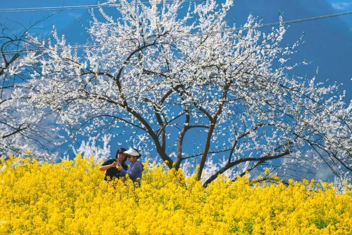 多彩贵州·花漾中国｜贵阳贵安进入“最美时间”，春意盎然迎客至