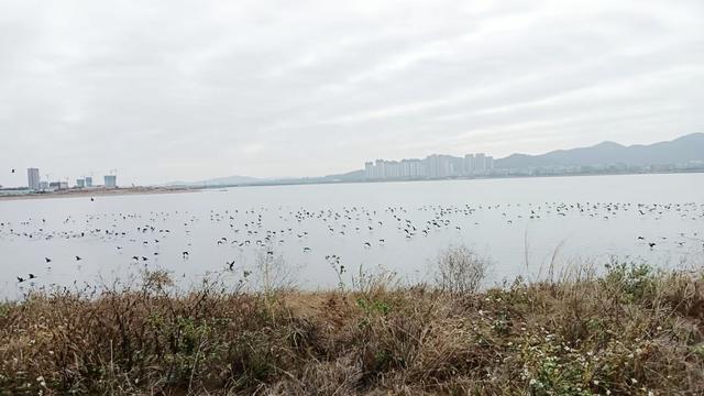 马銮湾上鹭鸟飞 集美路上花树美 中交四航局承建的马銮湾生态修复三期工程项目完工