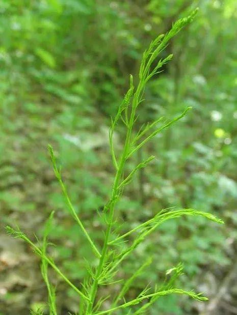 运河之上｜北京的“龙”之绿意：探寻那些名字中带“龙”的植物