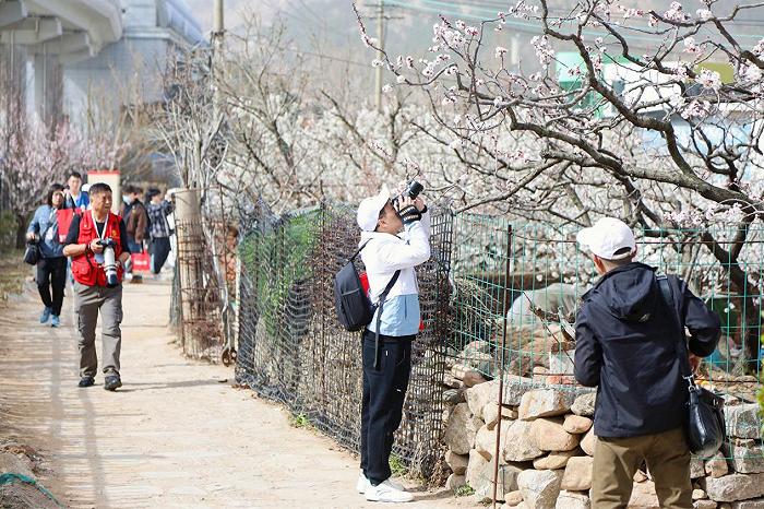 开往春天的地铁，“乘着地铁看青岛·共探春日花海”活动正式启动