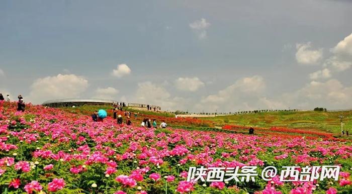 油菜花、牡丹花、黑稻田 汉中洋县有机产业有自己的“三原色”