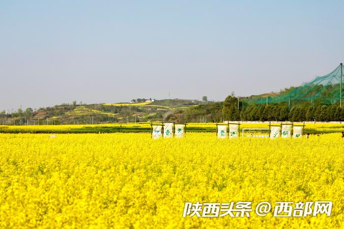 油菜花、牡丹花、黑稻田 汉中洋县有机产业有自己的“三原色”