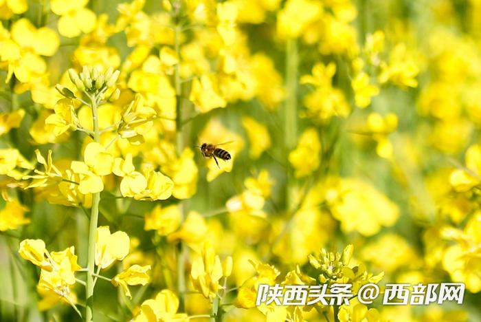 油菜花、牡丹花、黑稻田 汉中洋县有机产业有自己的“三原色”