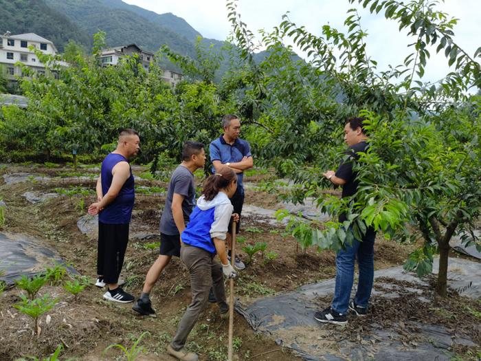 量身定制“营养餐”助力宜宾茵红李提质增效——西南大学宜宾研究院科技成果服务地方产业发展