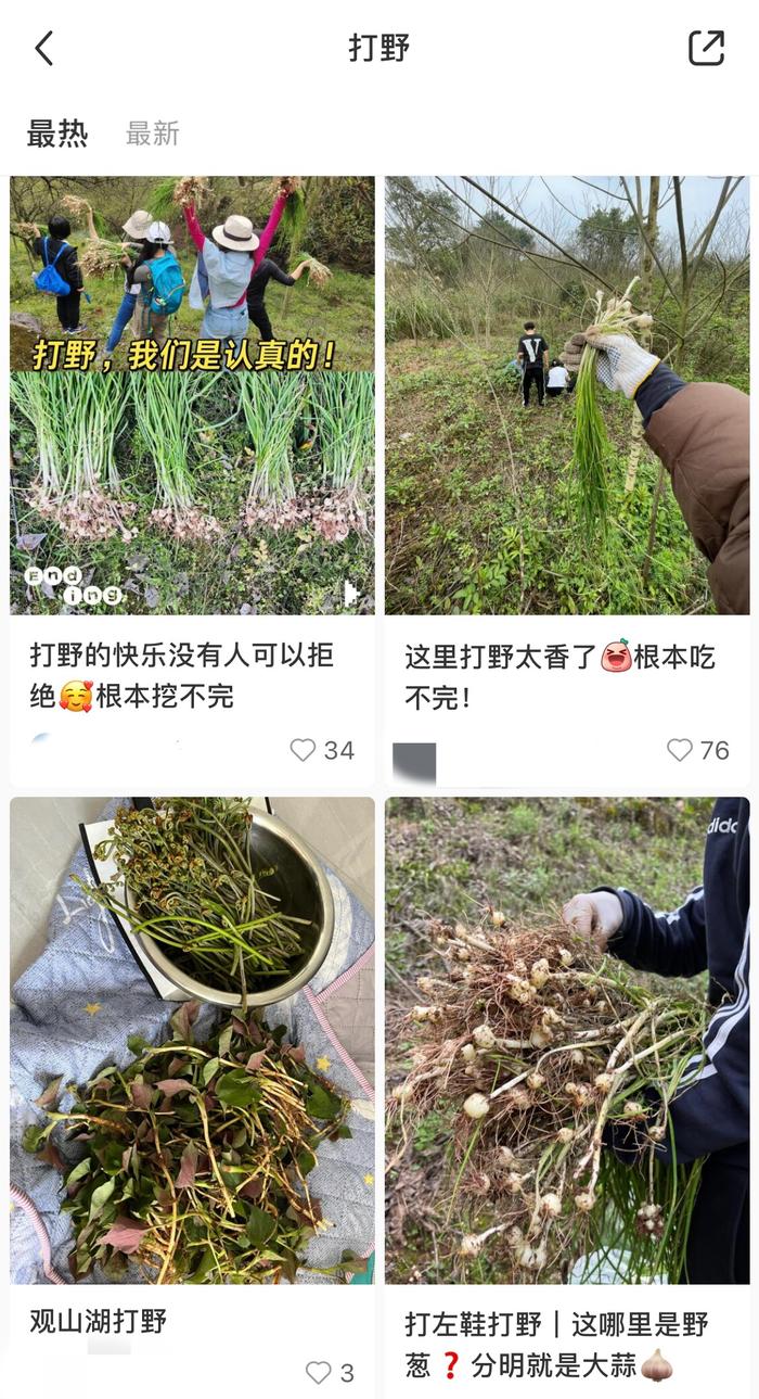 新闻多一度 | 年轻人组团“打野” 网传挖野菜攻略可信吗？