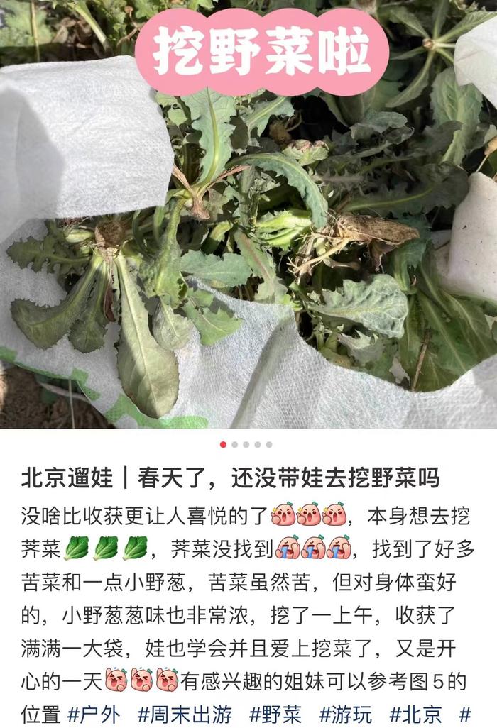 新闻多一度 | 年轻人组团“打野” 网传挖野菜攻略可信吗？