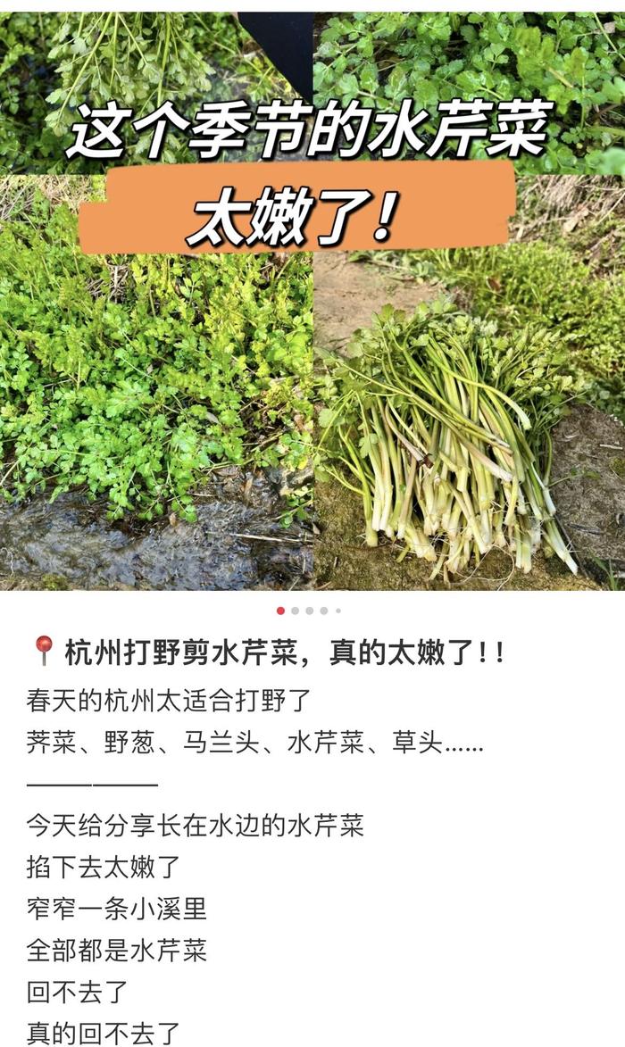 新闻多一度 | 年轻人组团“打野” 网传挖野菜攻略可信吗？