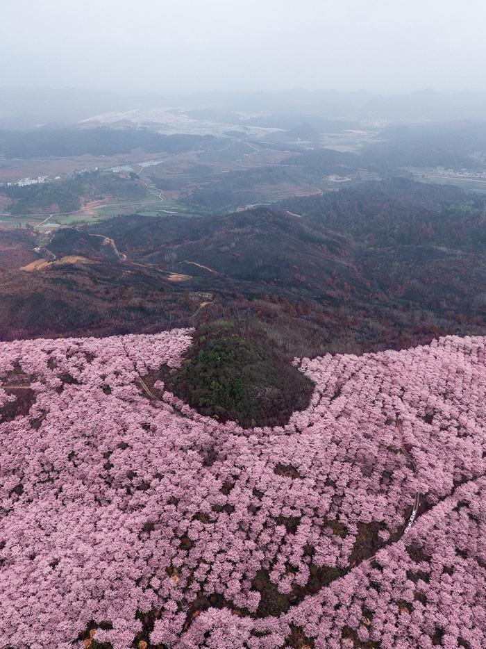 贵州安顺航拍影像：山火烧过的土地正在被春天治愈