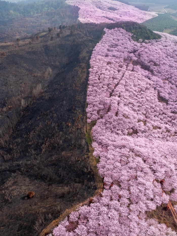 贵州安顺航拍影像：山火烧过的土地正在被春天治愈