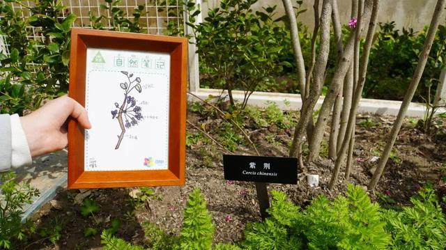 在自然中学习，上海长宁新泾镇第5座生境花园开园