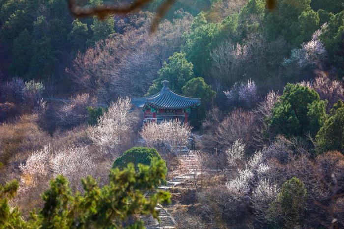 香山公园春季游园会邀您“上春山”，推荐三条踏青赏景路线