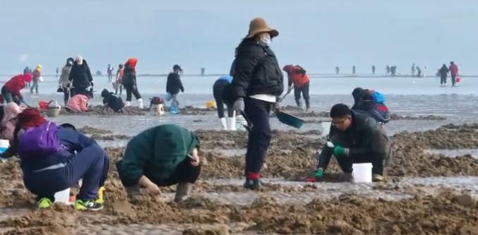 青岛一处神秘沙滩突然爆火！有人带着行李箱、七八个桶、大网兜去挖蛏子…装得满满的！网友急了：火速上报位置