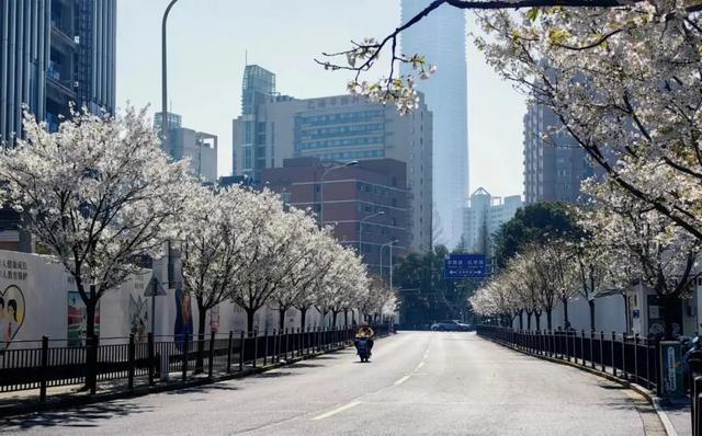 人少花美，上海长宁这些地方的樱花绚烂绽放