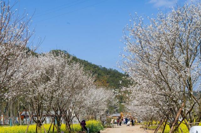 临海近郊江南溪望谷春日会掀起热潮，“金海雪山”成为乡村文旅共融新亮点