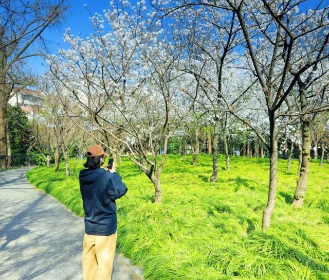 人少花美，上海长宁这些地方的樱花绚烂绽放