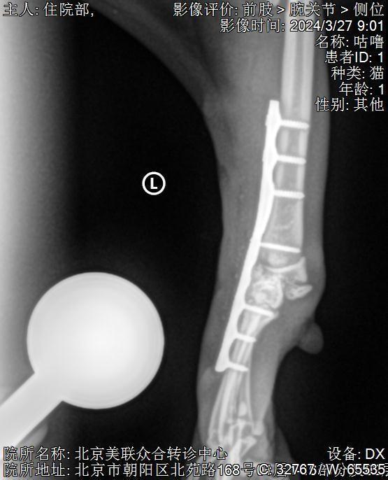 新瑞鹏传承公益担当，旗下美联众合转诊中心暖心救治患病猫咪