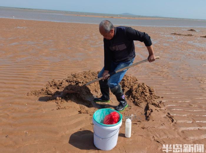 青岛一处神秘沙滩突然爆火！有人带着行李箱、七八个桶、大网兜去挖蛏子…装得满满的！网友急了：火速上报位置