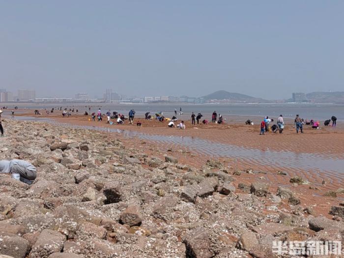 青岛一处神秘沙滩突然爆火！有人带着行李箱、七八个桶、大网兜去挖蛏子…装得满满的！网友急了：火速上报位置