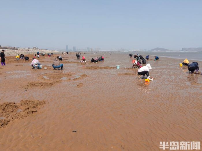 青岛一处神秘沙滩突然爆火！有人带着行李箱、七八个桶、大网兜去挖蛏子…装得满满的！网友急了：火速上报位置