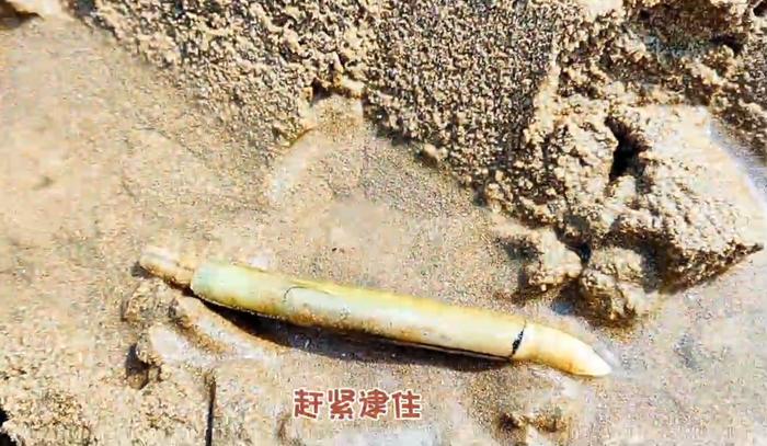 青岛一处神秘沙滩突然爆火！有人带着行李箱、七八个桶、大网兜去挖蛏子…装得满满的！网友急了：火速上报位置