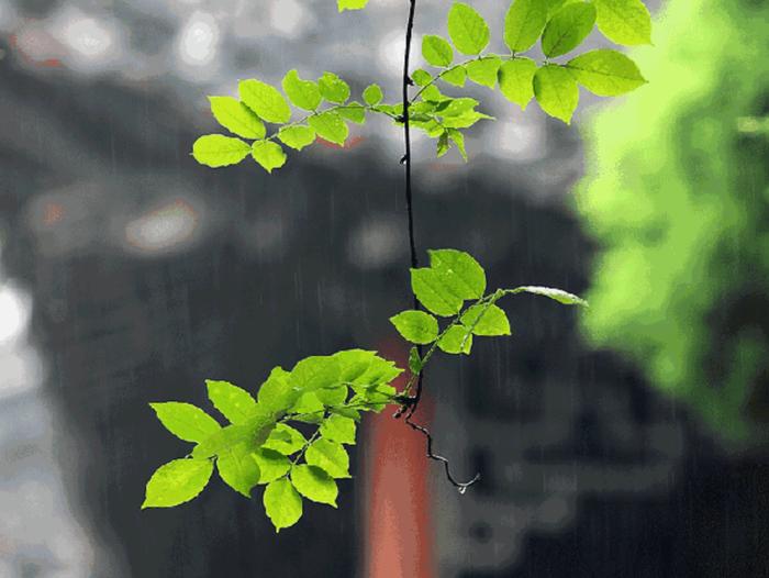 雨雨雨雨雨！本周主题：小雨、中雨、大雨……