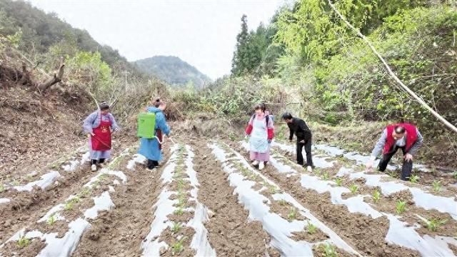 尧上村：返乡种植良种玉米