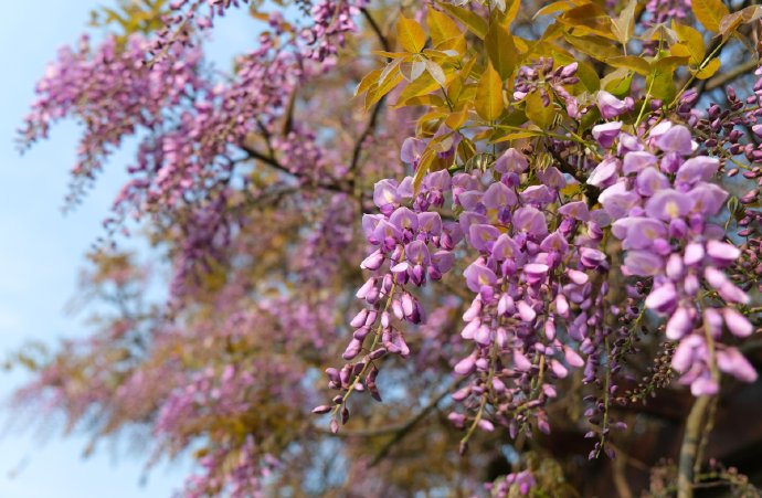 【原创】紫藤花开的时节,那一抹绿色成瀑(散文) 【原创】紫藤花开的时节,那一抹绿色成瀑(散文)