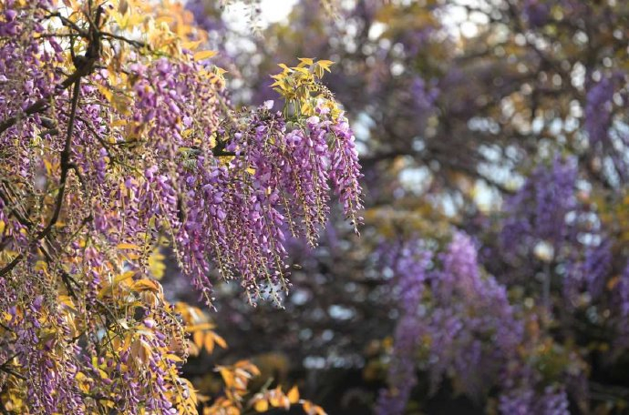 【原创】紫藤花开的时节，那一抹绿色成瀑（散文）