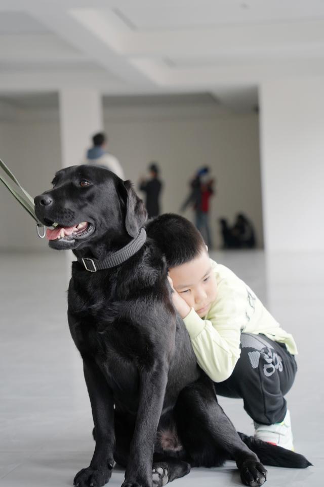 中国第一批孤独症辅助犬上岗了，它们能为孤独症儿童做什么？