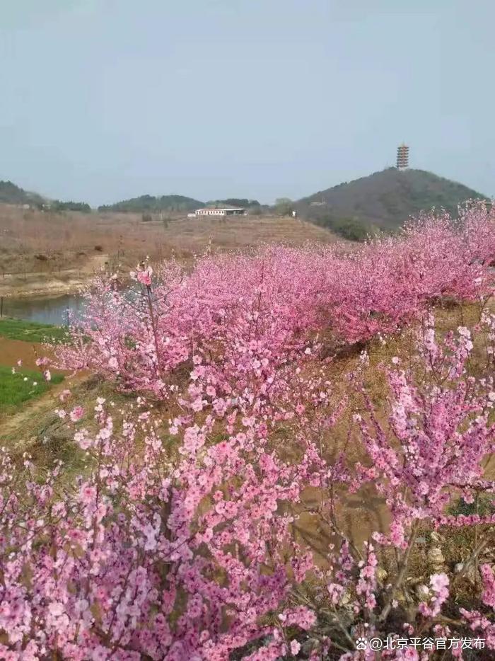 十里桃花海，醉美金海湖！打卡平谷最美赏花地③