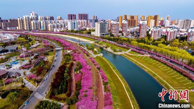 西平红河两岸海棠花盛放 密密匝匝，好似锦缎