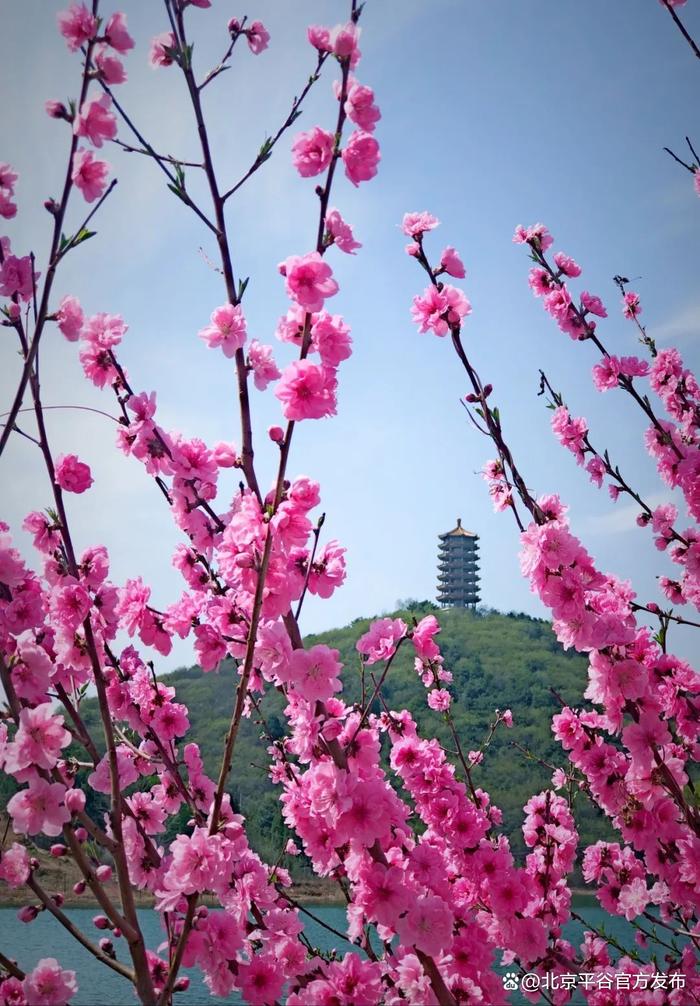 十里桃花海，醉美金海湖！打卡平谷最美赏花地③