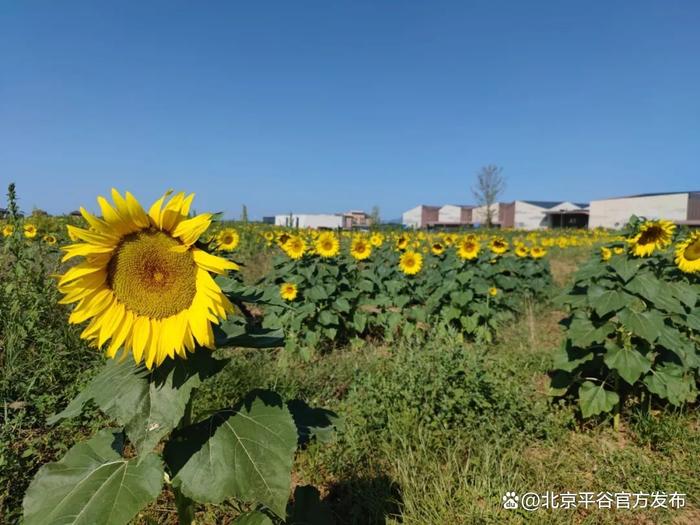 十里桃花海，醉美金海湖！打卡平谷最美赏花地③