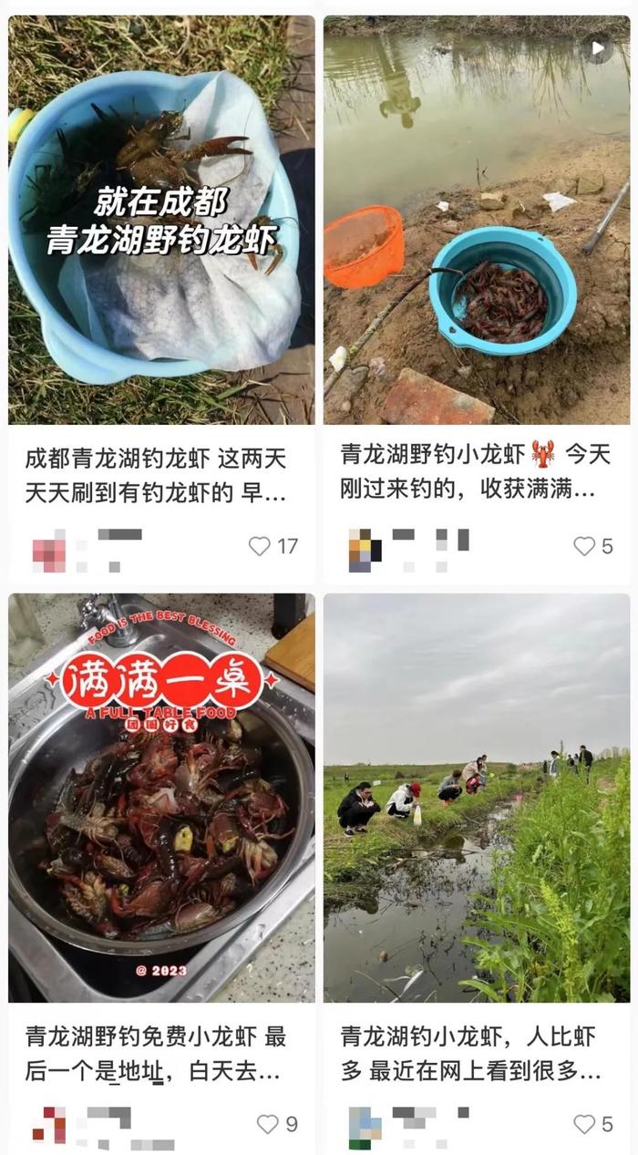 突然爆火！成都人又去“青龙湖钓龙虾”了？紧急提醒