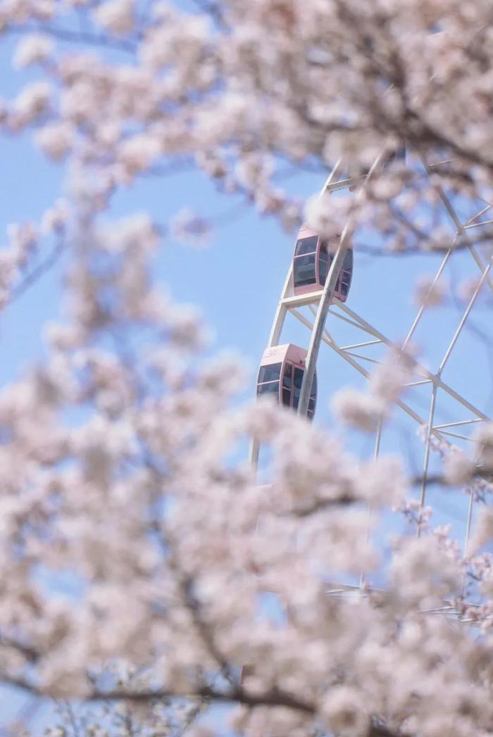 【探索】携春风、揽花香，一起坐高铁去看长三角的春日花海吧！