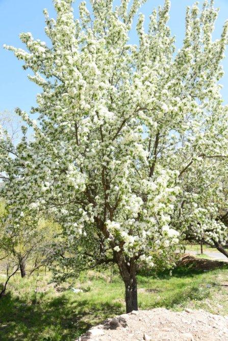 山花烂漫快去打卡！昌平这里已花开成海