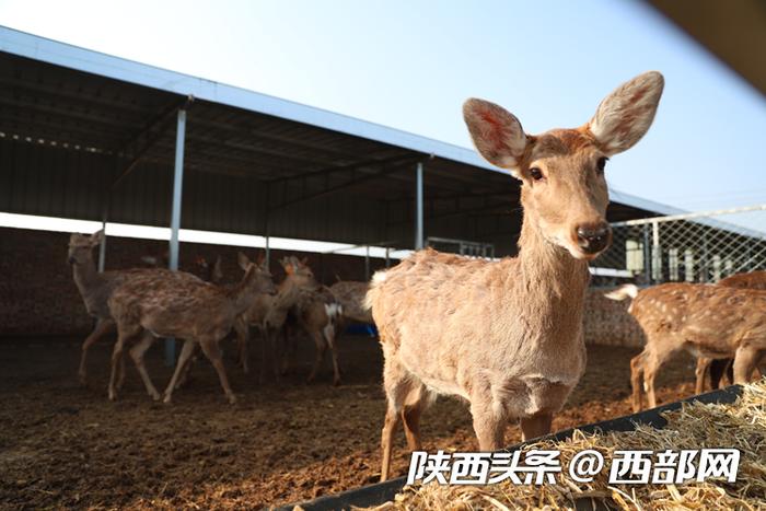 寻根人文初祖 守护中华文脉丨发展特色养殖 延安黄陵县致富有“鹿”