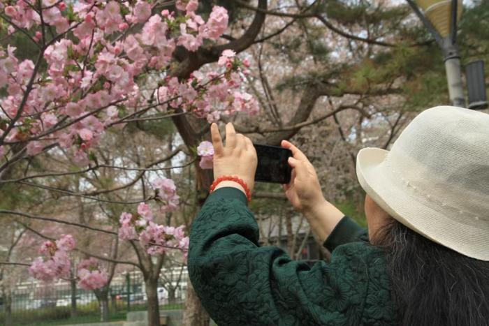 清明假期首日，北京市属公园接待56.7万游客，玉渊潭最多